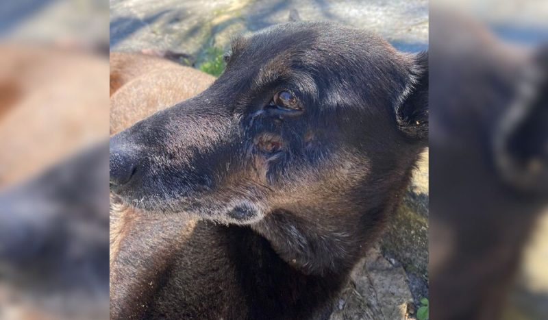 Lei cão Orelha: nova mudança no ECA pode punir adolescentes que violentarem animais