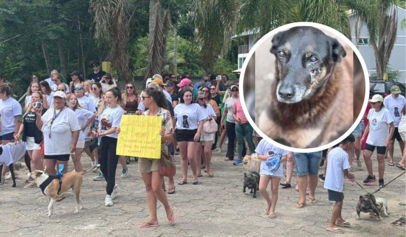 Lei cão Orelha: nova mudança no ECA pode punir adolescentes que violentarem animais
