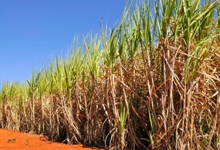 Conab estima produção de cana-de-açúcar em 673,2 milhões de toneladas