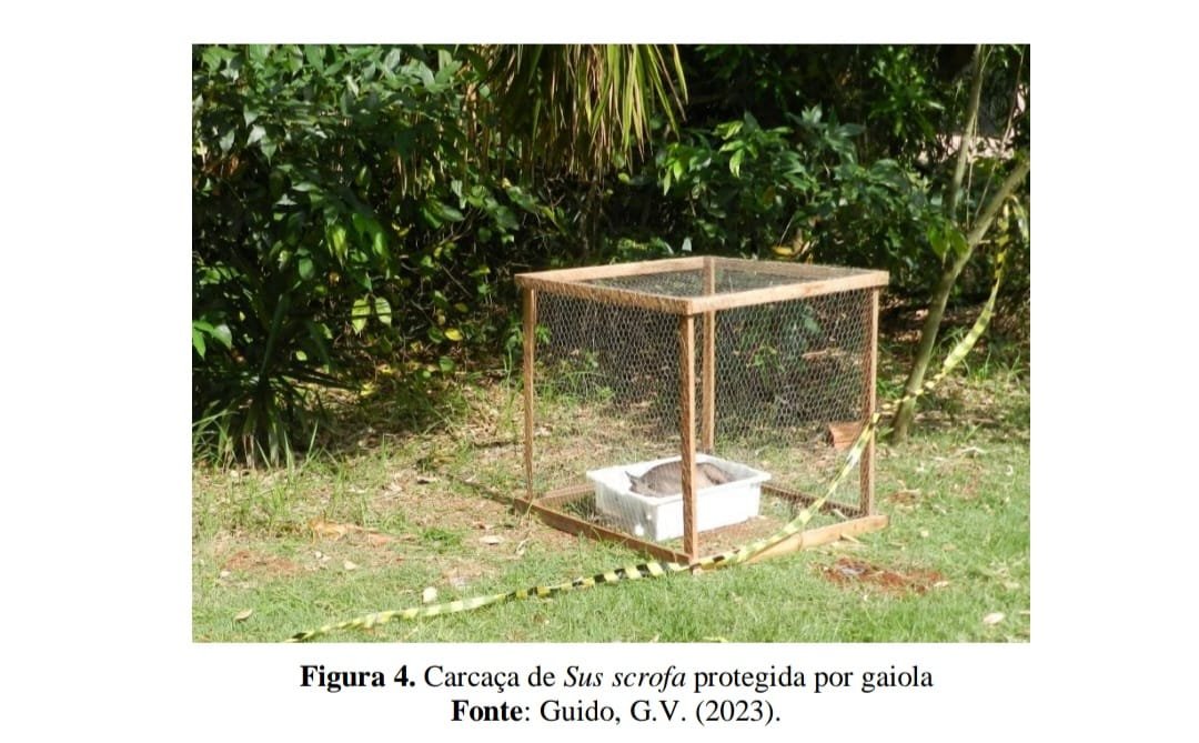 Pesquisa de MS ganha destaque internacional e pode facilitar investigações de homicídios